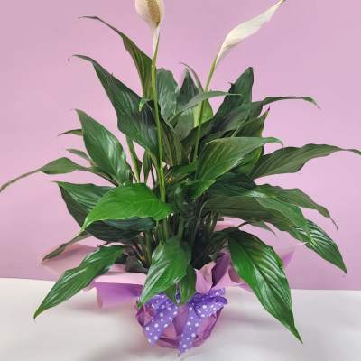 Potted peace lily with white blooms and purple ribbon wrap