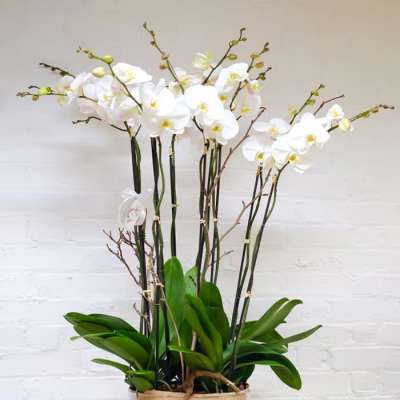Exquisite & Elegant Orchid