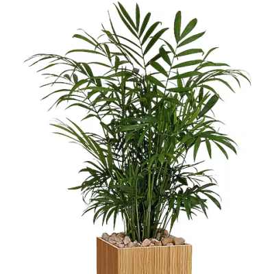 Potted palm plant in a square wooden planter with stones