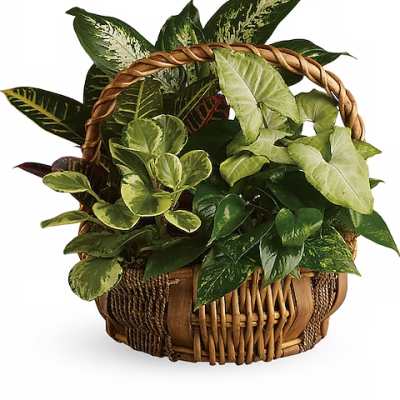 Basket of assorted green houseplants with a woven handle
