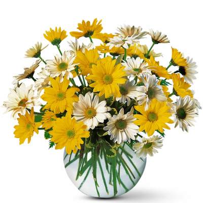 Dashing Daisies by Teleflora