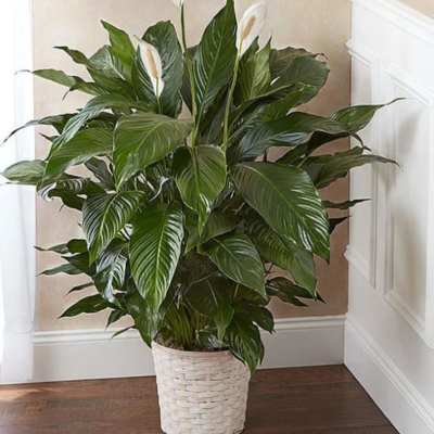 Potted peace lily plant with white blooms in a woven basket