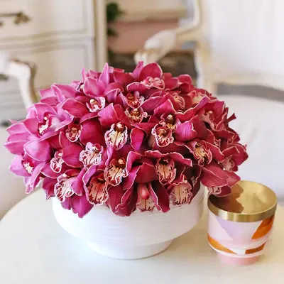 Orchid Bloom