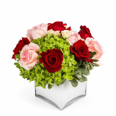 Red and pink roses arranged in a clear square vase with green hydrangeas