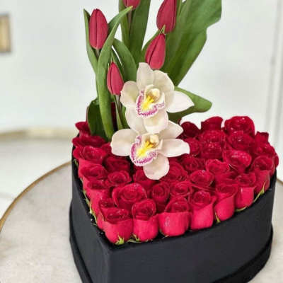 Corazon Elegance Premium