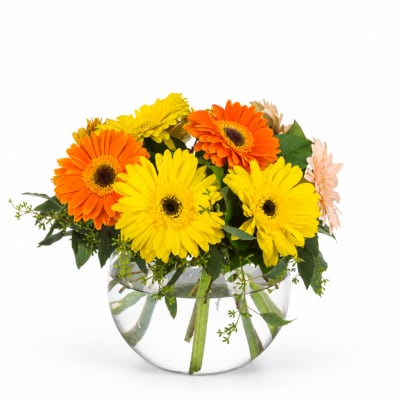 Orange and yellow gerbera daisies in a clear glass vase