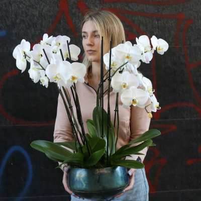 Woman holding a bowl of white orchids
