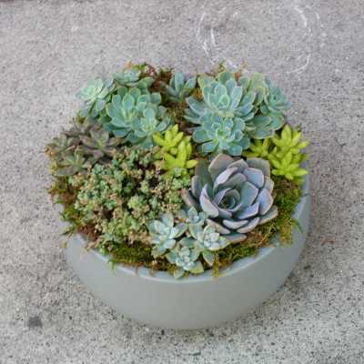 Round planter filled with assorted succulents in blue-green and purple tones