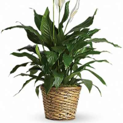 Simply Elegant Spathiphyllum - Medium