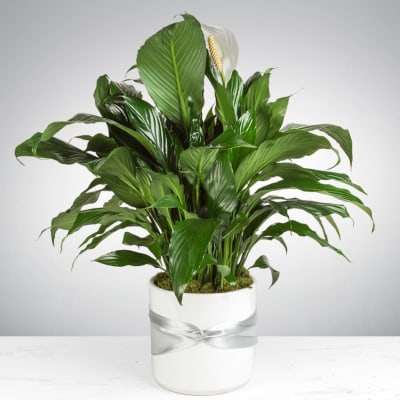 Potted peace lily plant with white blooms in a white container