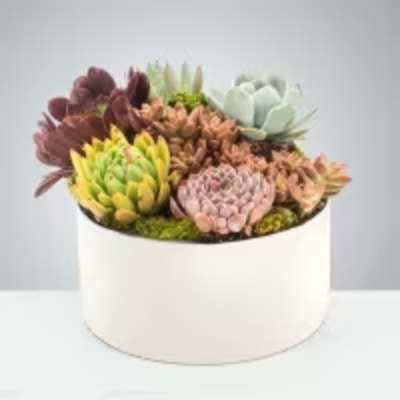 Chic Succulent Garden by BloomNation™