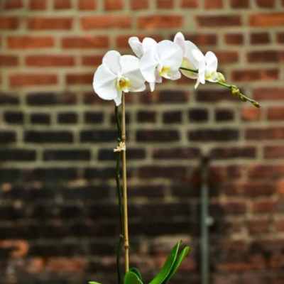 White orchid plant in a black square pot