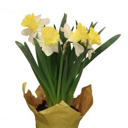 Potted yellow and white daffodils wrapped in yellow paper