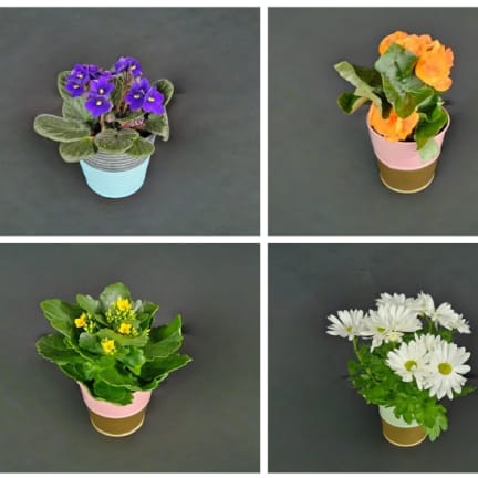 Admin Professionals' Week Blooming Plant Special