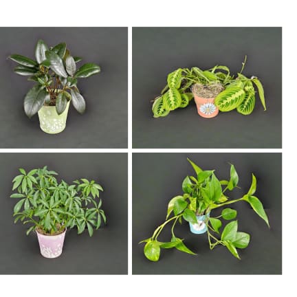 Admin Professionals' Week Plant Special