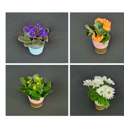 Admin Professionals' Week Blooming Plant Special