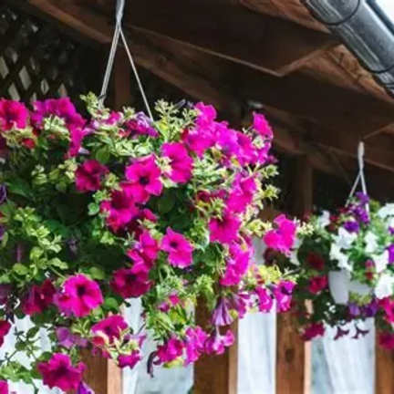 Blooming Hanging Plants