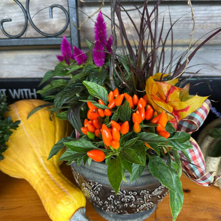 Potted ornamental pepper plant with purple celosia in a decorative container