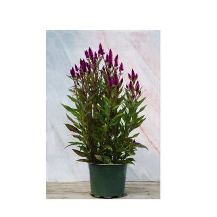 Blooming Celosia Plant