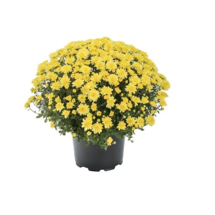 Potted plant covered in small yellow daisy-like flowers