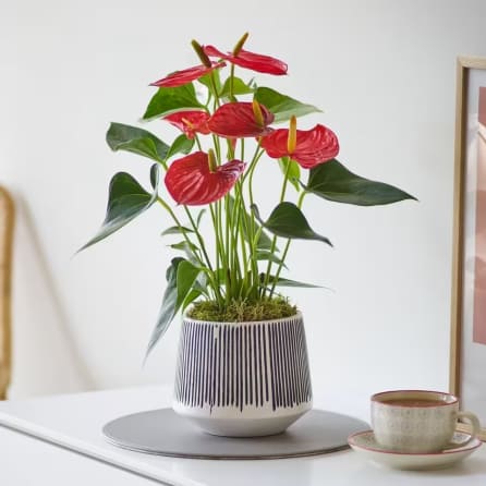 Red anthurium plant in a striped ceramic pot on a table