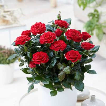 Red roses arranged in a white pot