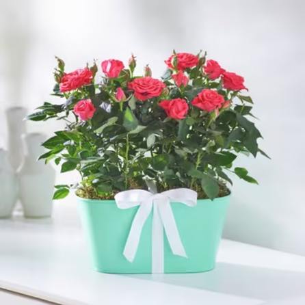 Pink roses in a mint green pot with a white ribbon
