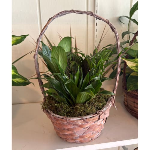 Green potted plant arrangement in a woven basket with an arched handle