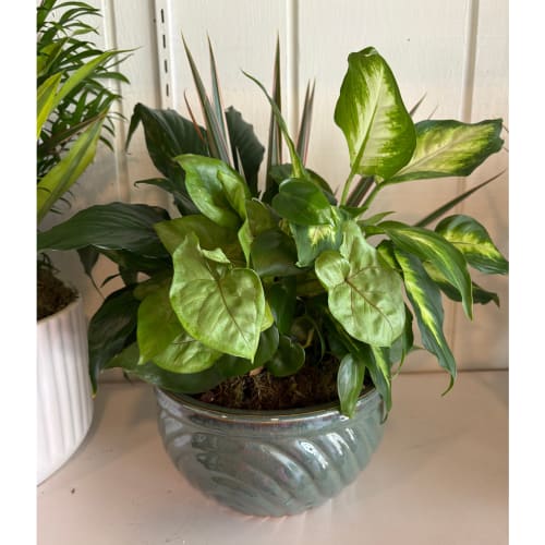 Potted green houseplant in a glossy ceramic bowl planter