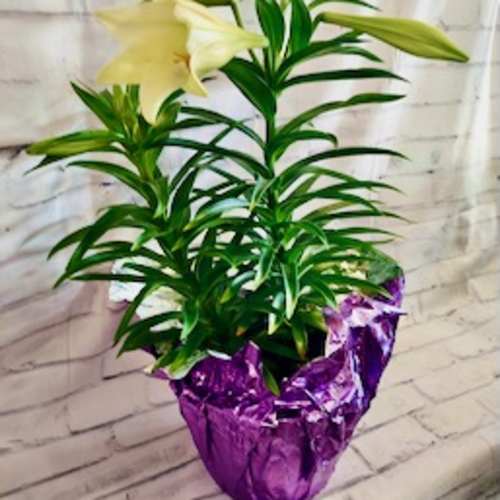 Potted white lily plant with buds in a purple foil-wrapped container against a light brick backdrop