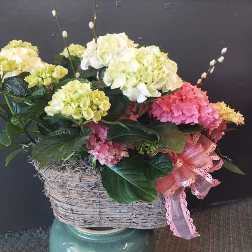 Basket arrangement of hydrangeas in pink, white, and green with a pink ribbon