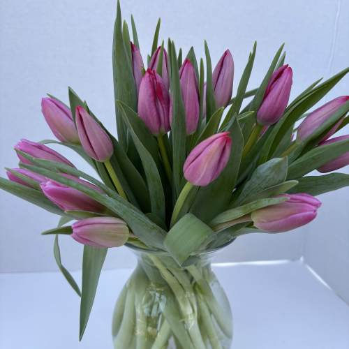 Pink tulips arranged in a clear glass vase