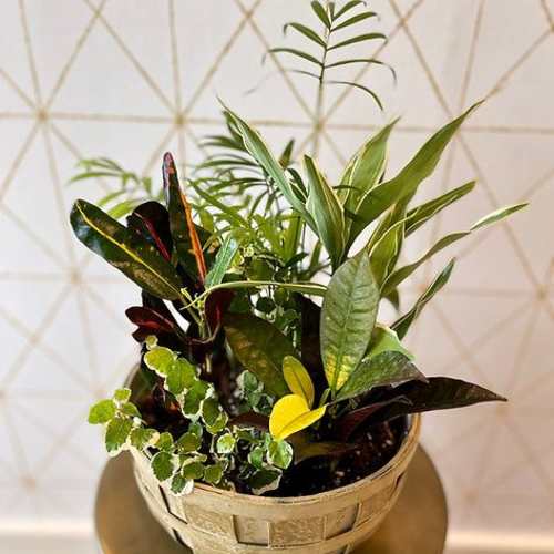 Mixed potted foliage arrangement in a woven basket