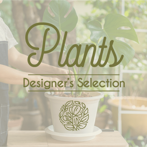 Potted monstera plant with large split leaves in a white container