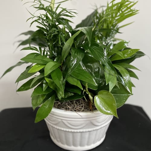 Potted green houseplant in a white ceramic planter