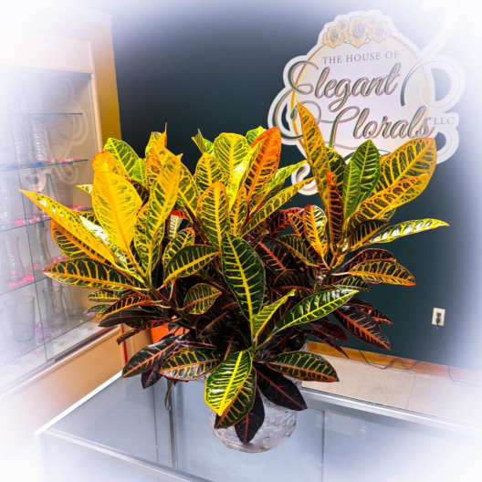 Colorful croton plant in a small woven basket