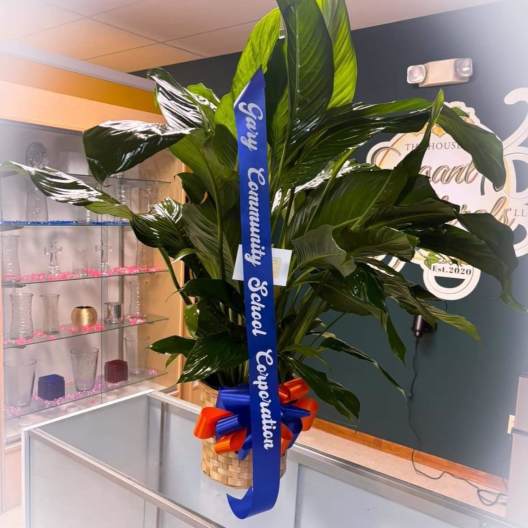 Large potted green plant with a blue ribbon and bow