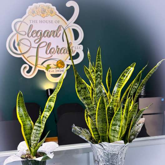 Two potted snake plants in decorative wraps on a counter