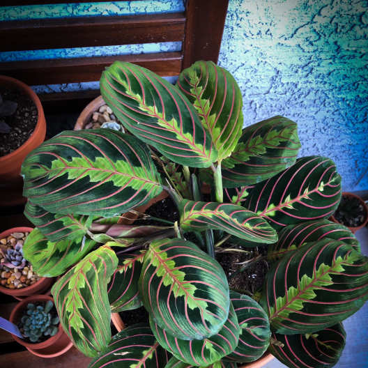 Potted prayer plant with dark green leaves and pink veins