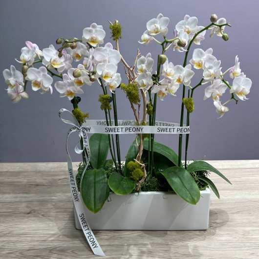 White orchid in a square pot