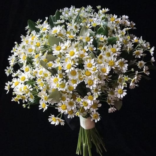 Large bouquet of white daisies with yellow centers