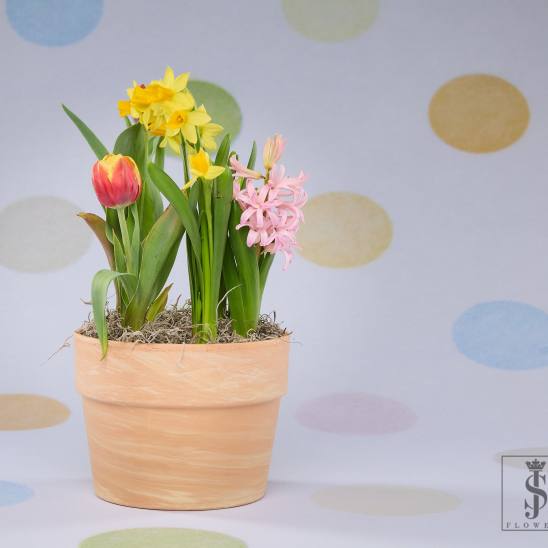 Potted arrangement with yellow daffodils, a pink tulip, and pink hyacinth