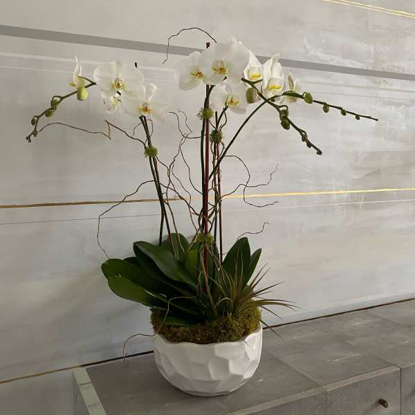 White orchid arrangement in a white ceramic bowl