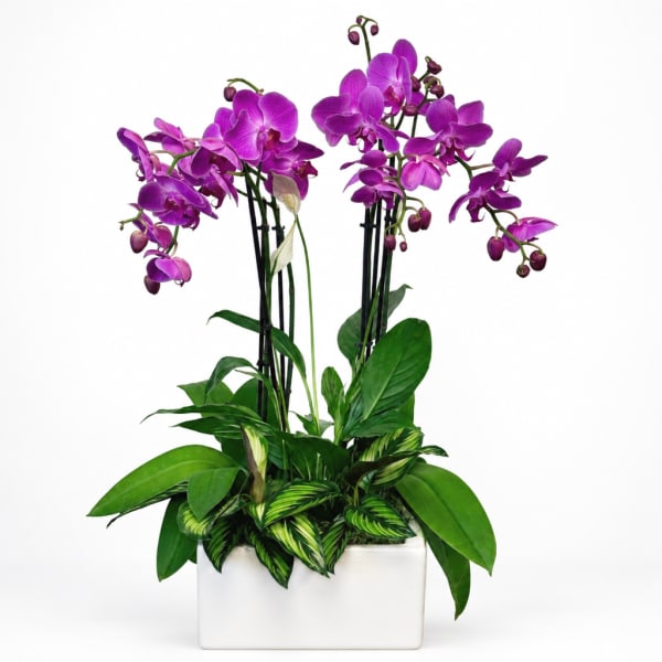 Purple orchids in a white rectangular planter with green foliage