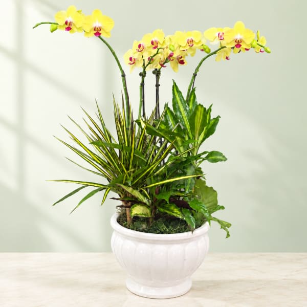 Yellow orchids in a white ceramic pot with mixed green foliage