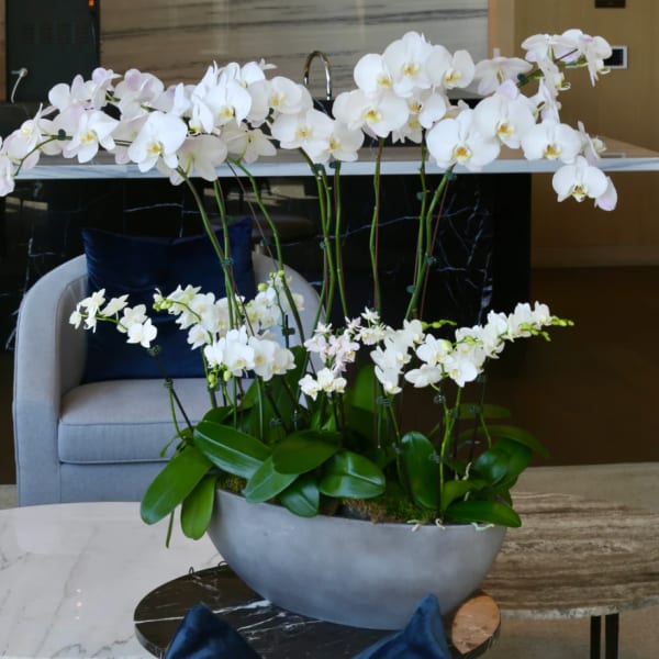 White orchid arrangement in a gray bowl planter