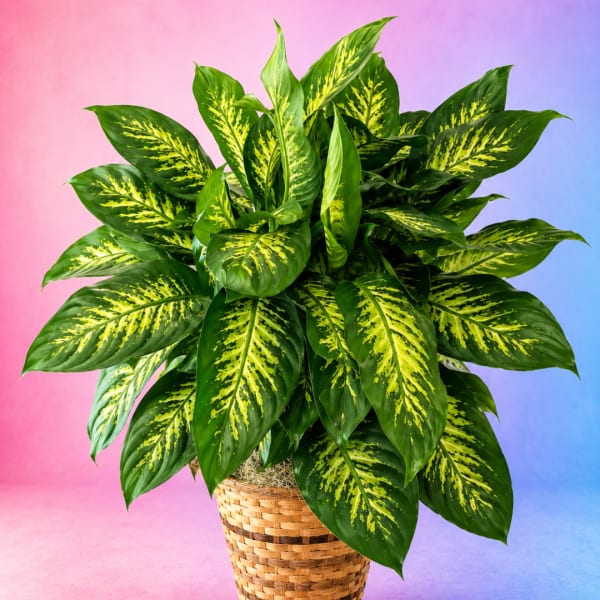 Potted leafy plant with green and yellow variegated leaves in a woven basket