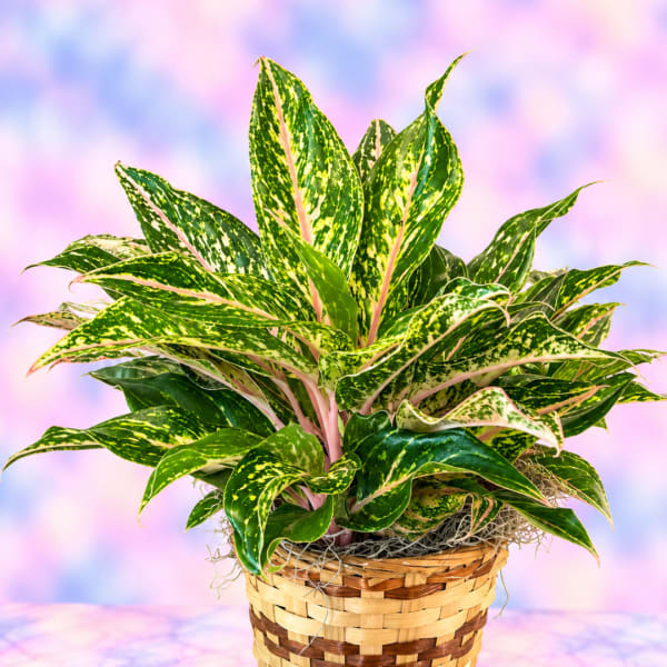 Potted variegated houseplant in a woven basket