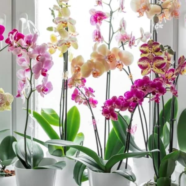 Potted orchids with pink, peach, and yellow blooms in white containers