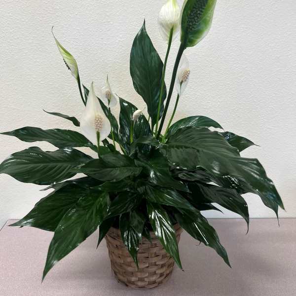 White peace lilies in a woven basket planter